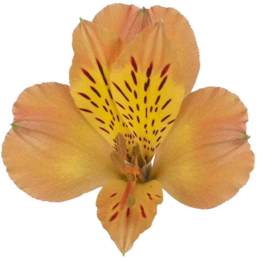 Alstro Peach SupSel Tessa