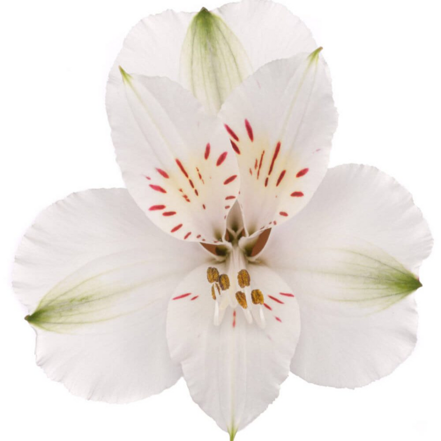 Alstro White SupSel TESSA