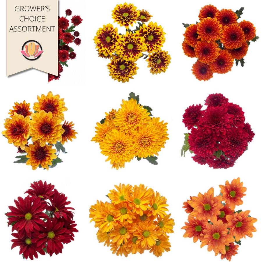 Pom CDN "Pumpkin Spice" Asst. (x16pk) gardens