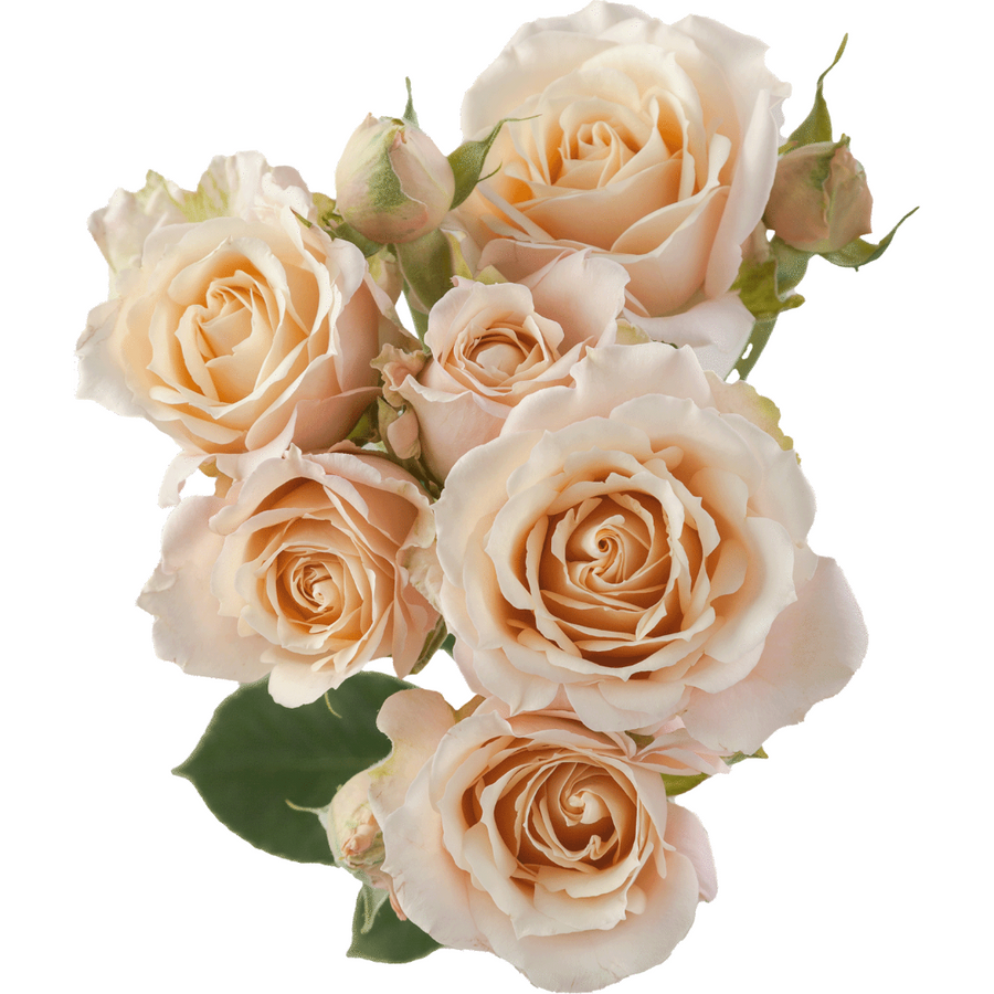 RoseSpray SaharaSen. 50 rprima