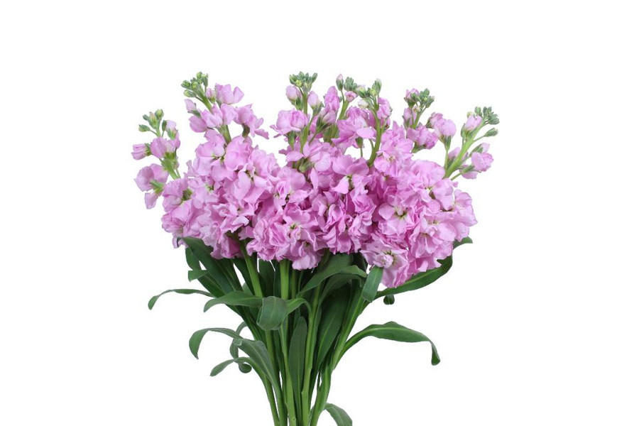 Stock Lt Pink trilogy