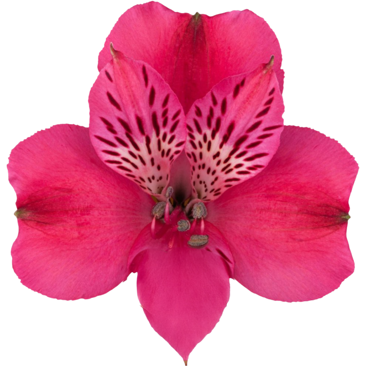 Alstro Hot Pink SupSel Tessa