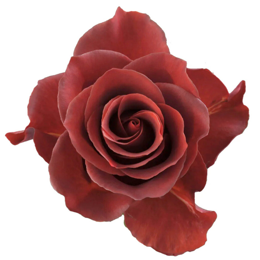 Rose Espresso 40cm rprima