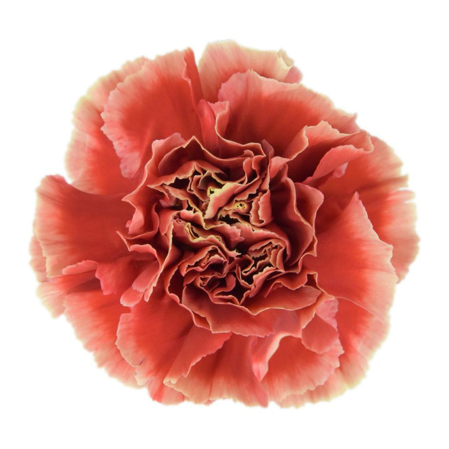 Carnations Sel. Piet sole