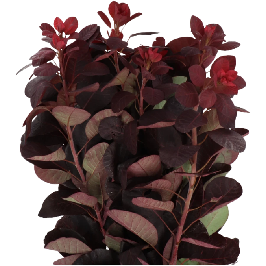 Cotinus Royal Purple holl (10s