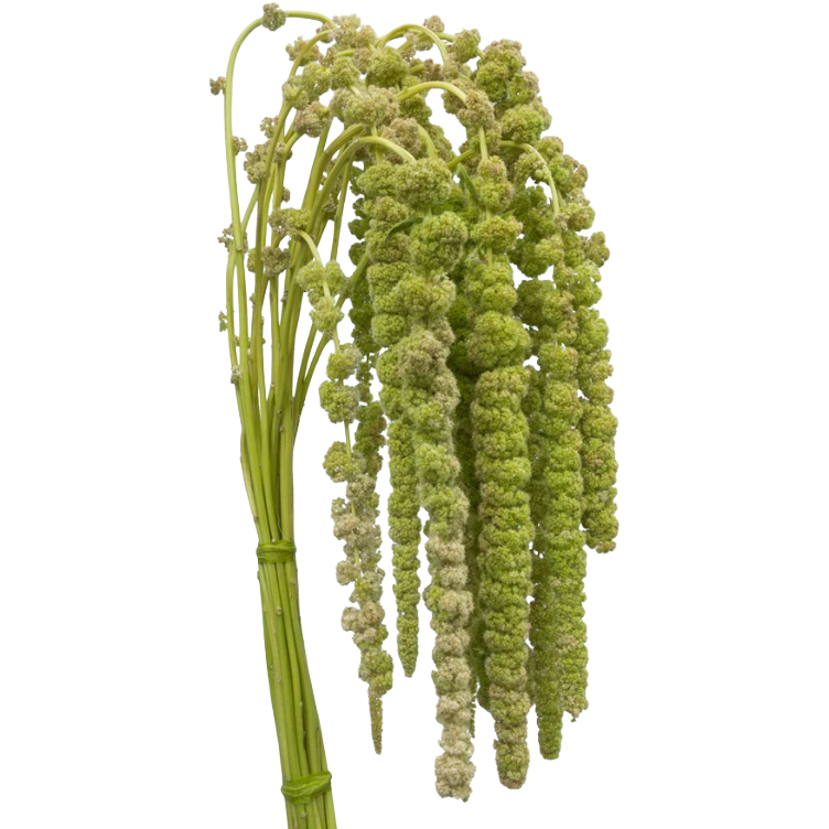 Amaranthus Green Hanging holex