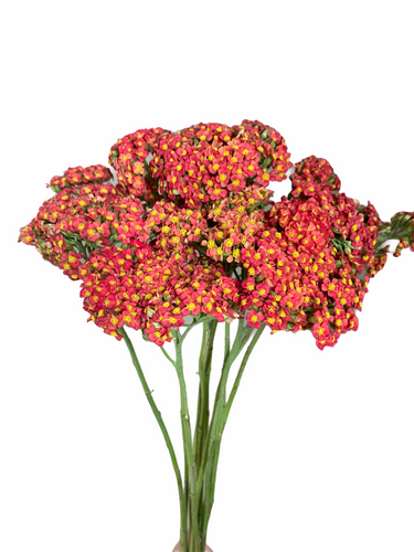Yarrow Cottage Orange bella