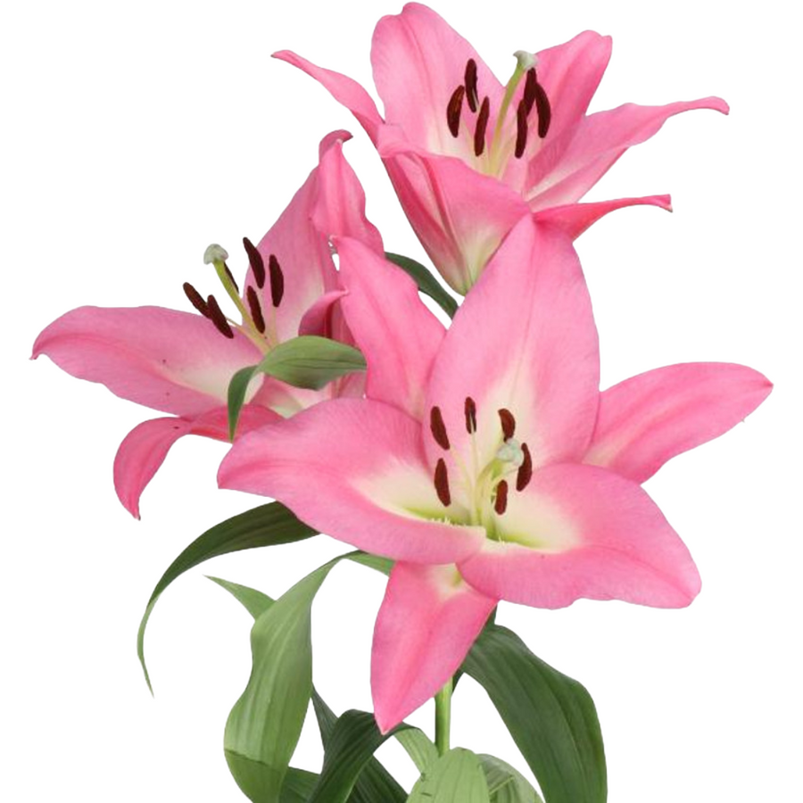 Lily Pink Oriental Pink holl 2