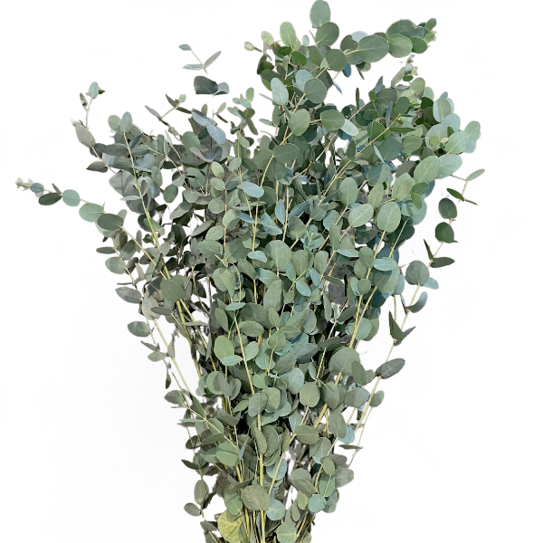 Eucalyptus Gunni groot