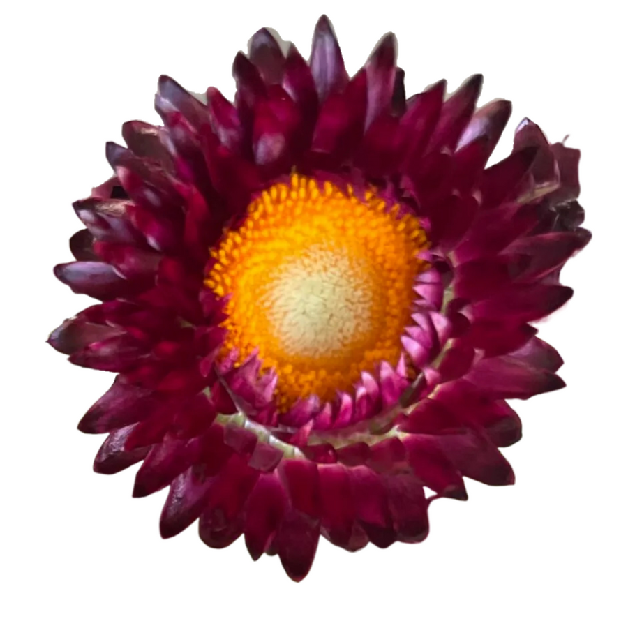Strawflower Burgundy holex