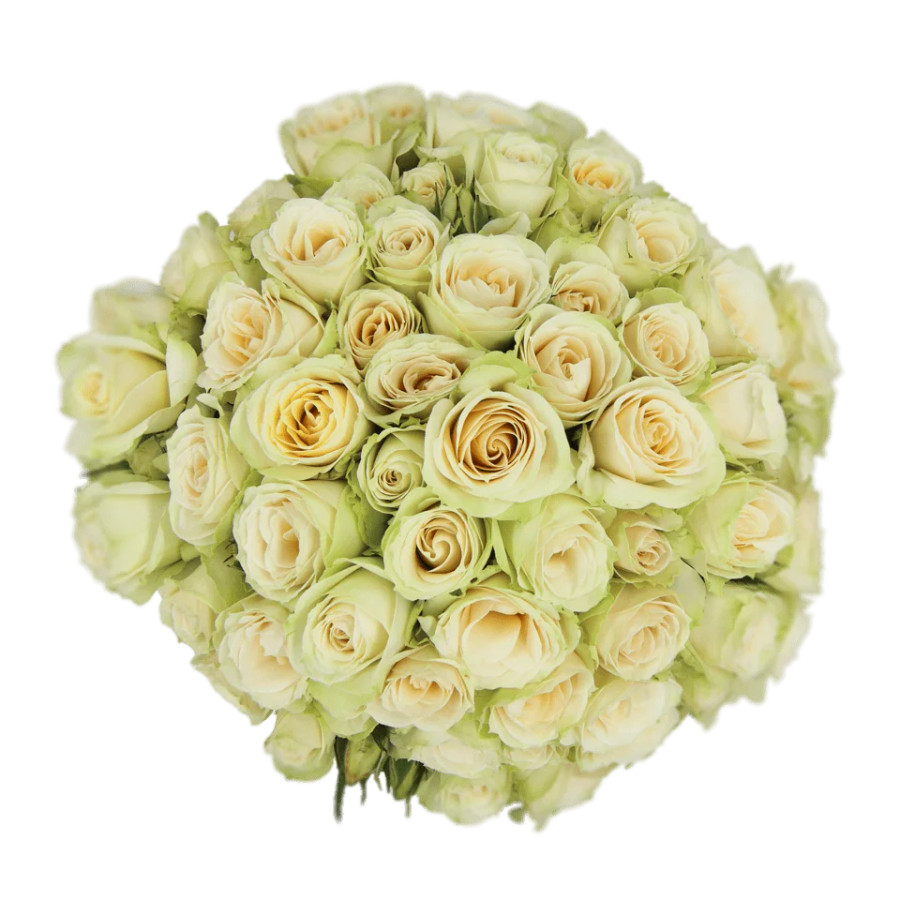 RoseSpray Creme Irishka rfi