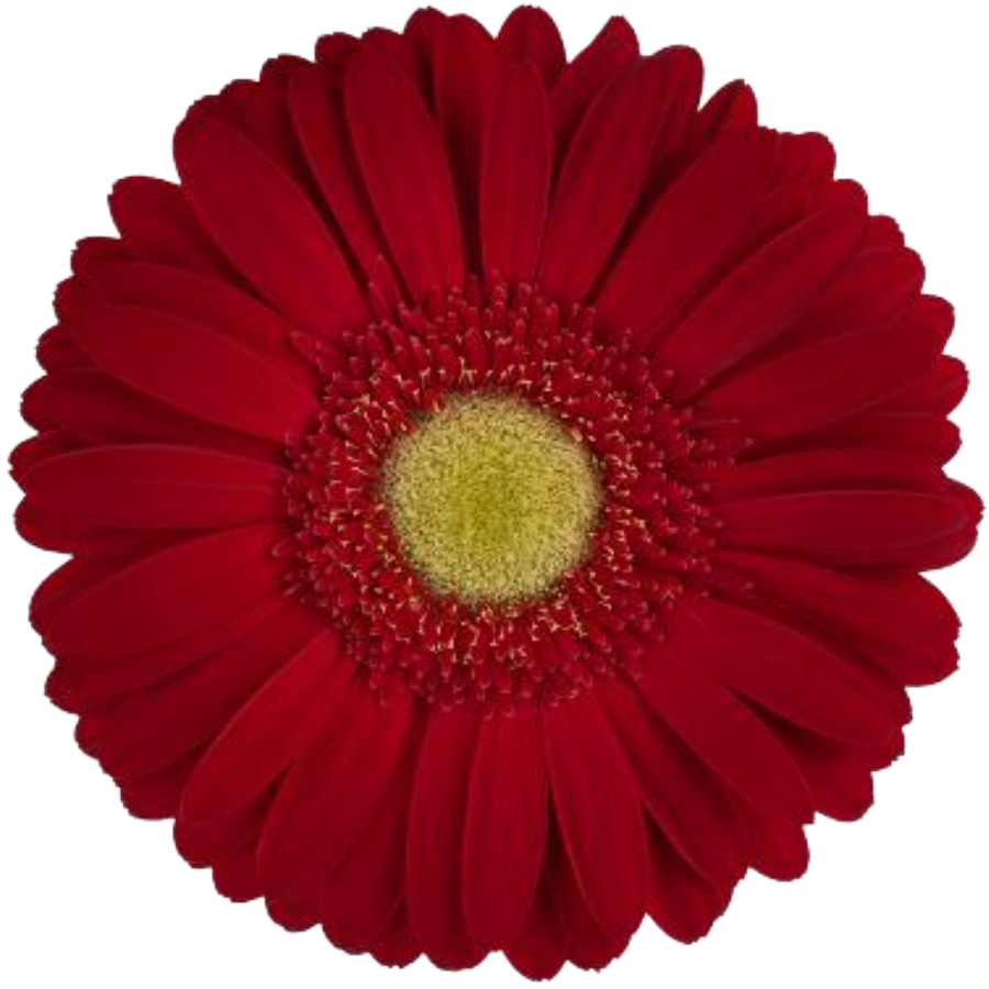 Gerber Irene canada
