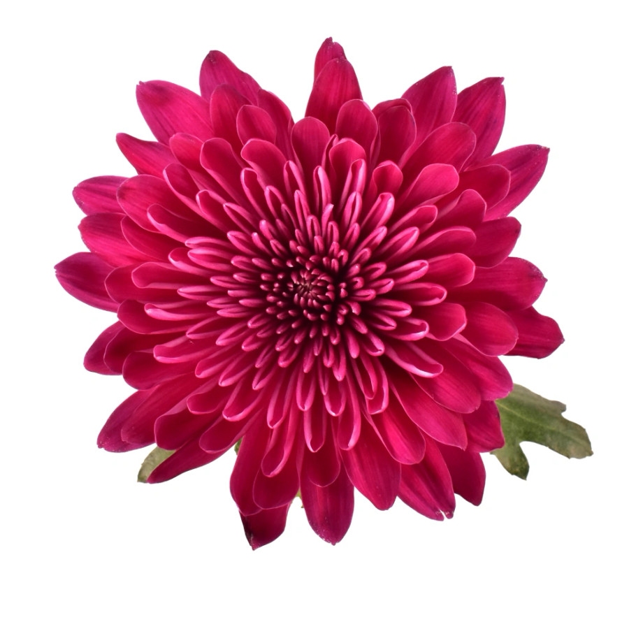 Mum Cremon Purple Lotso sole