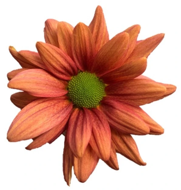 Pom Daisy PersiaBrz SOLE