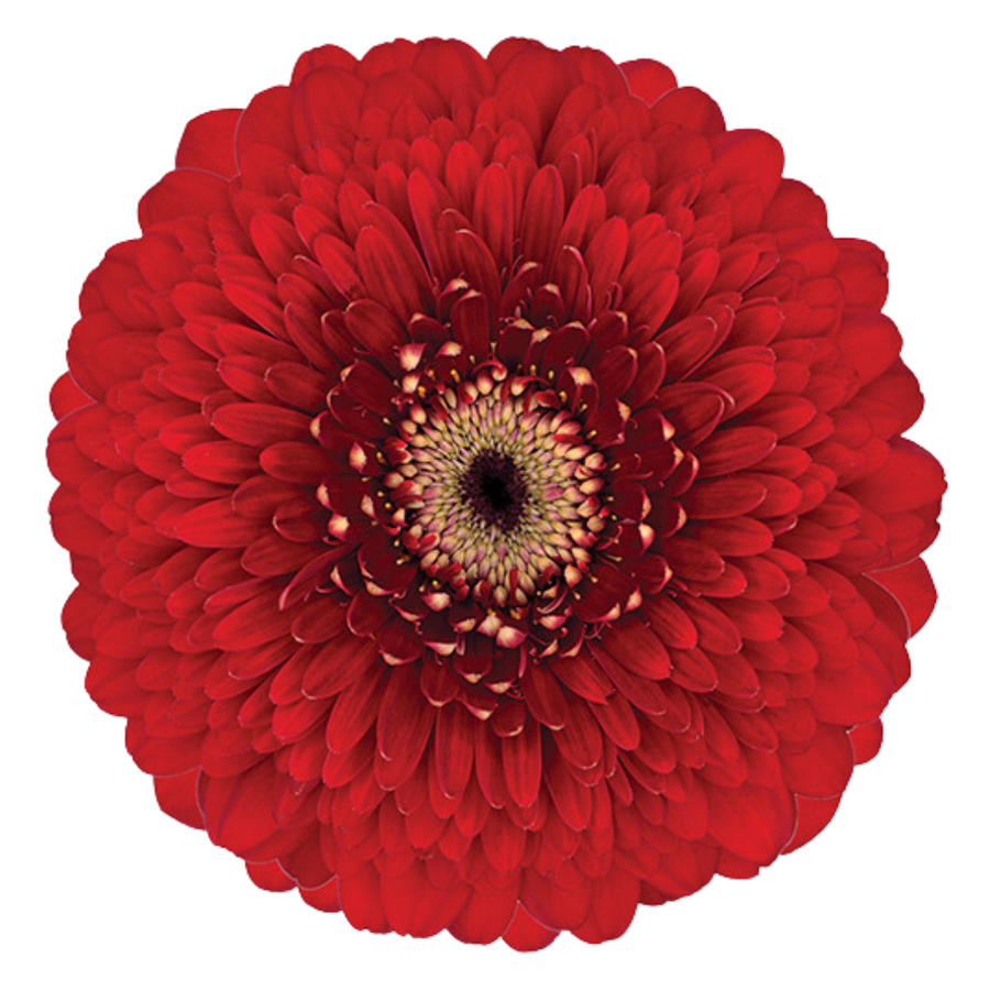 GerPom Floyd Red UFD