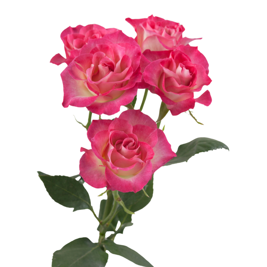 RoseSpray Milky Way prirma