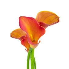 Calla Lady Marmalade Cont (org