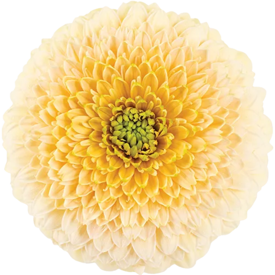 GerPom Saturn Yell. RF