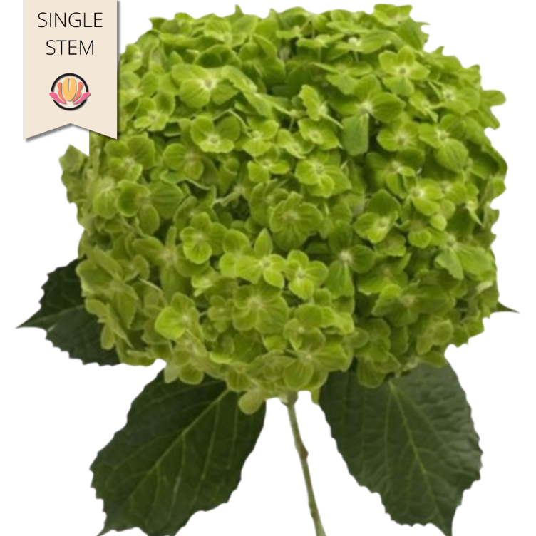 Hydrangea Shamrock sole (stem)