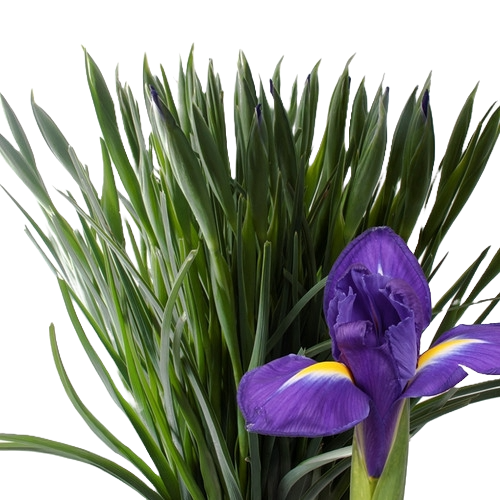 Iris BlueMagic Holland 