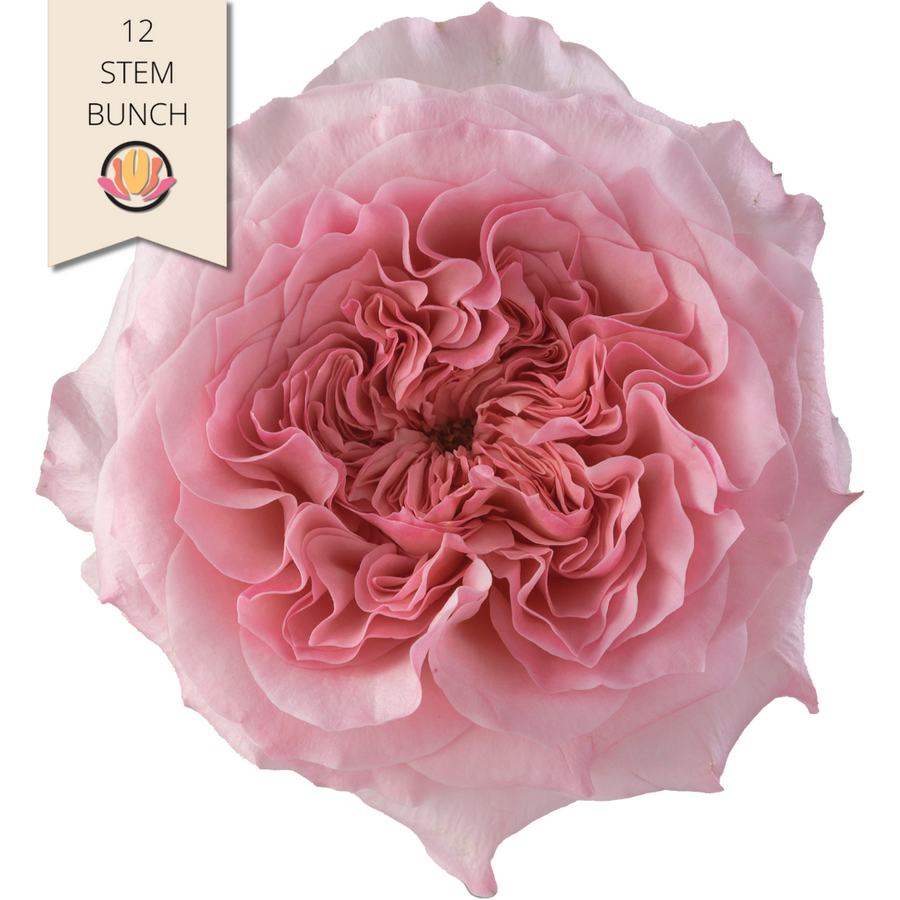 Rose Gdn Millicent rprima (12st)