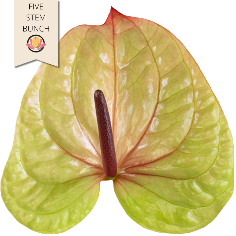 Anthurium Tequilla Large (x5 stems) canada