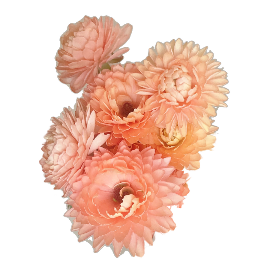 Ranunculus Moderna Salmon rpri