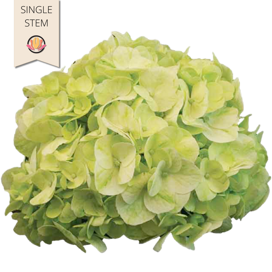 Hydrangea Kiwi Green sole(STEM