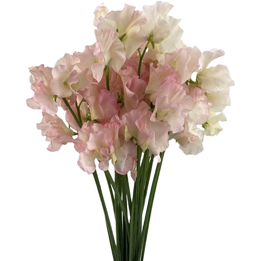 Sweet Pea Miki choice lt pk