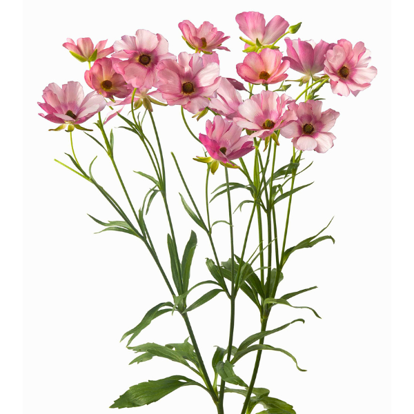 Ranunculus Buttefly Lycia choi