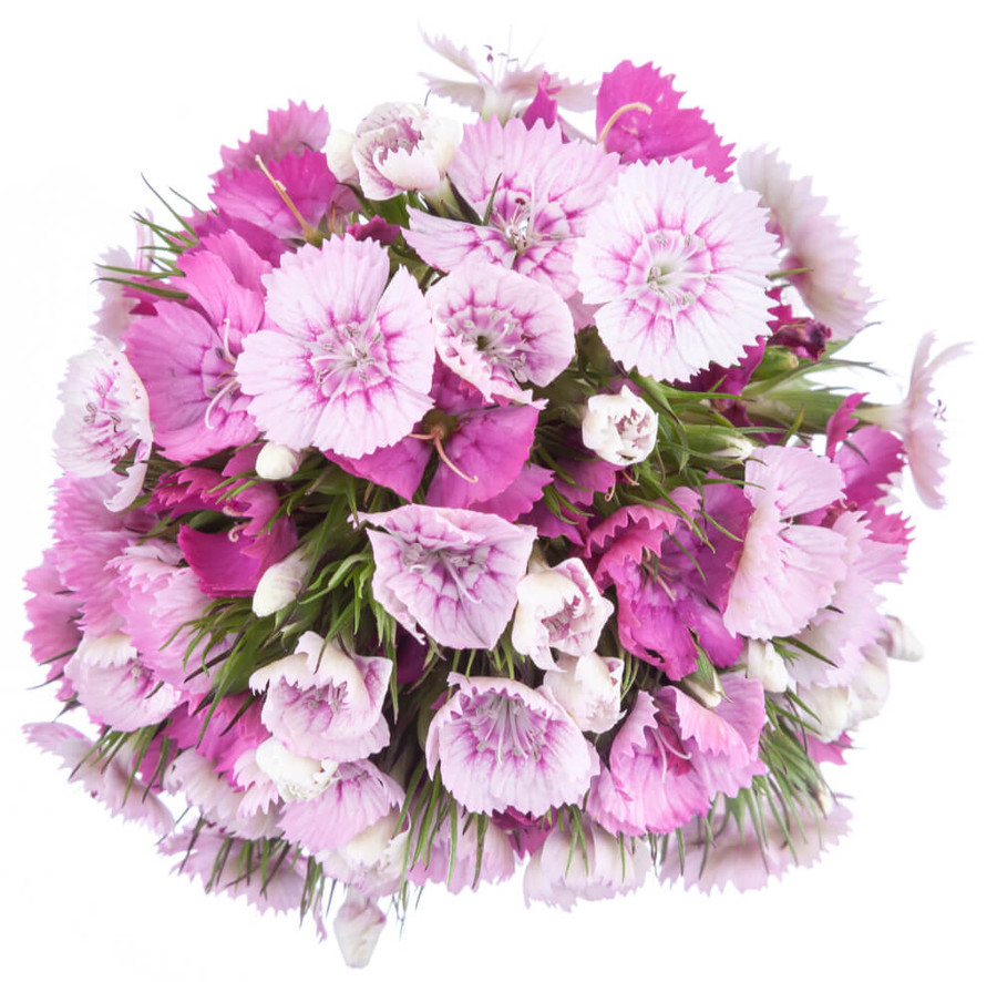 Dianthus Rose Magic esmeralda