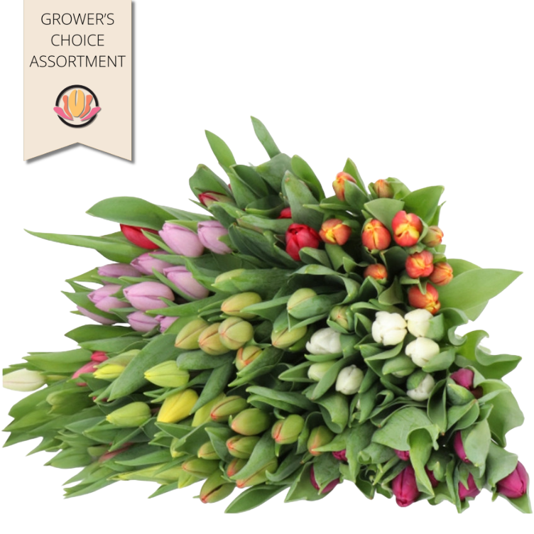 Tulip Asst (x12case) holl