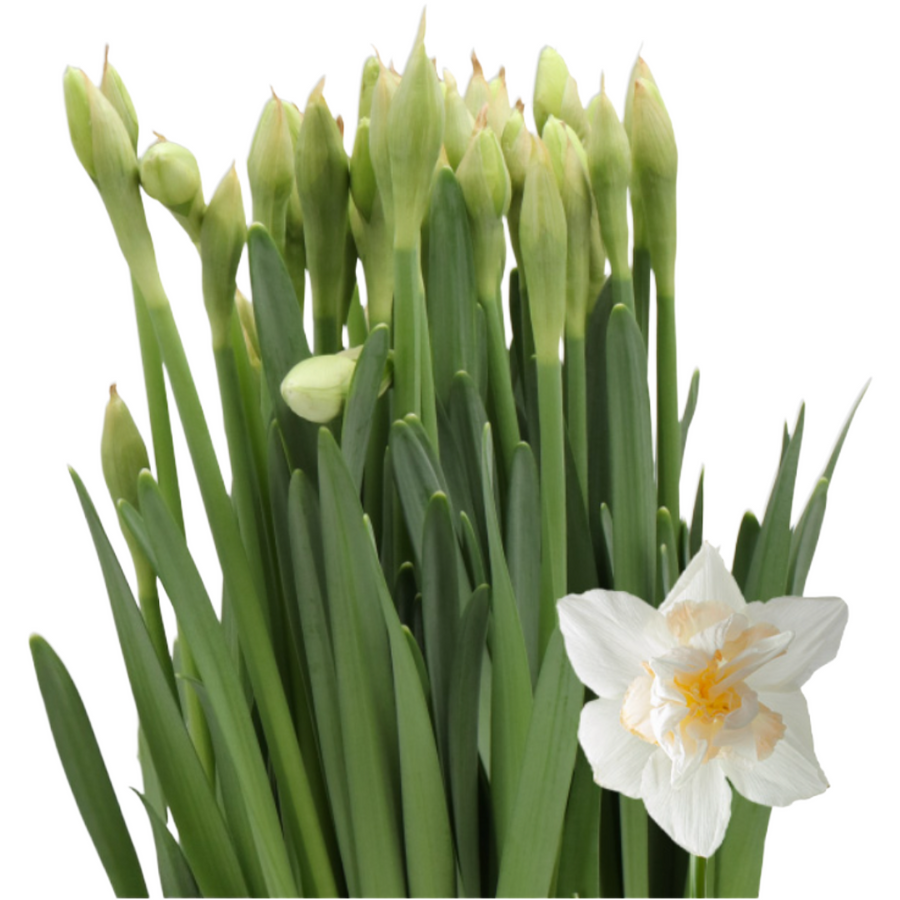 Daffodil Snow Paradise holl