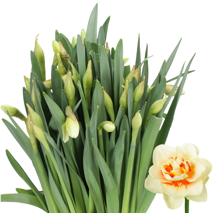 Daffodil Sweet Paradise holl