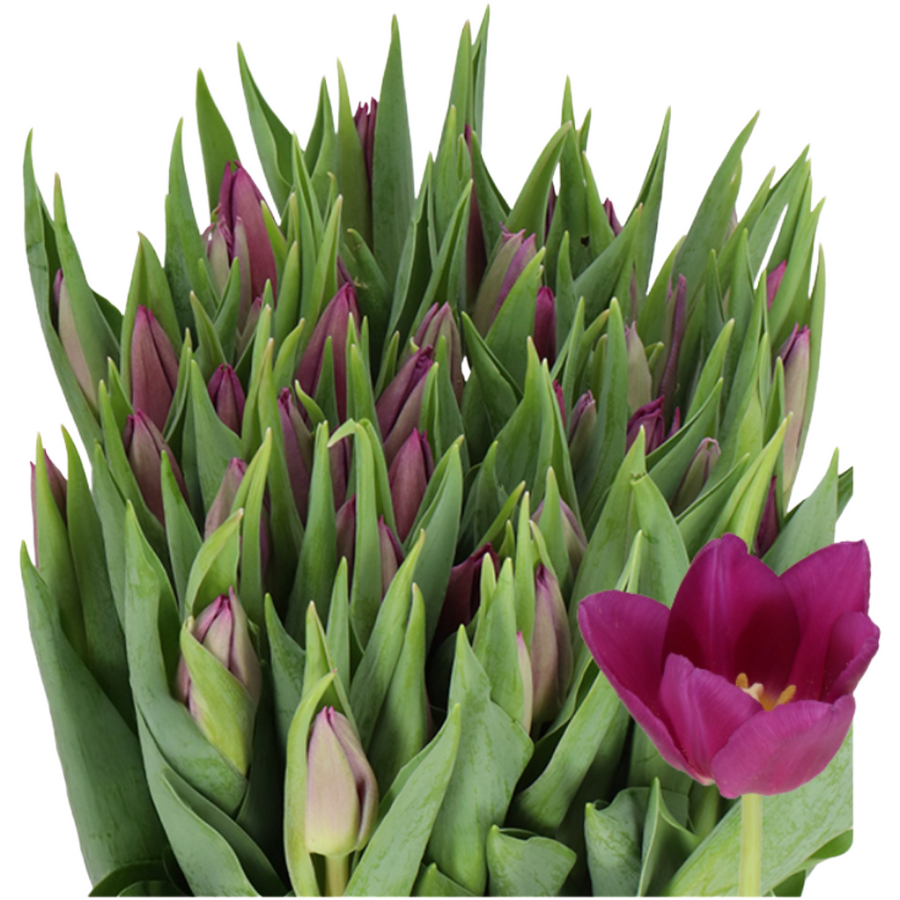 Tulip Laptop holl xtra