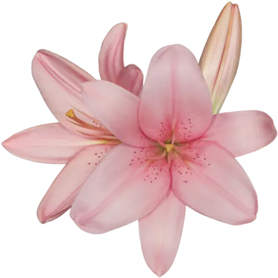 Lily LA Lt. Pink RFlora