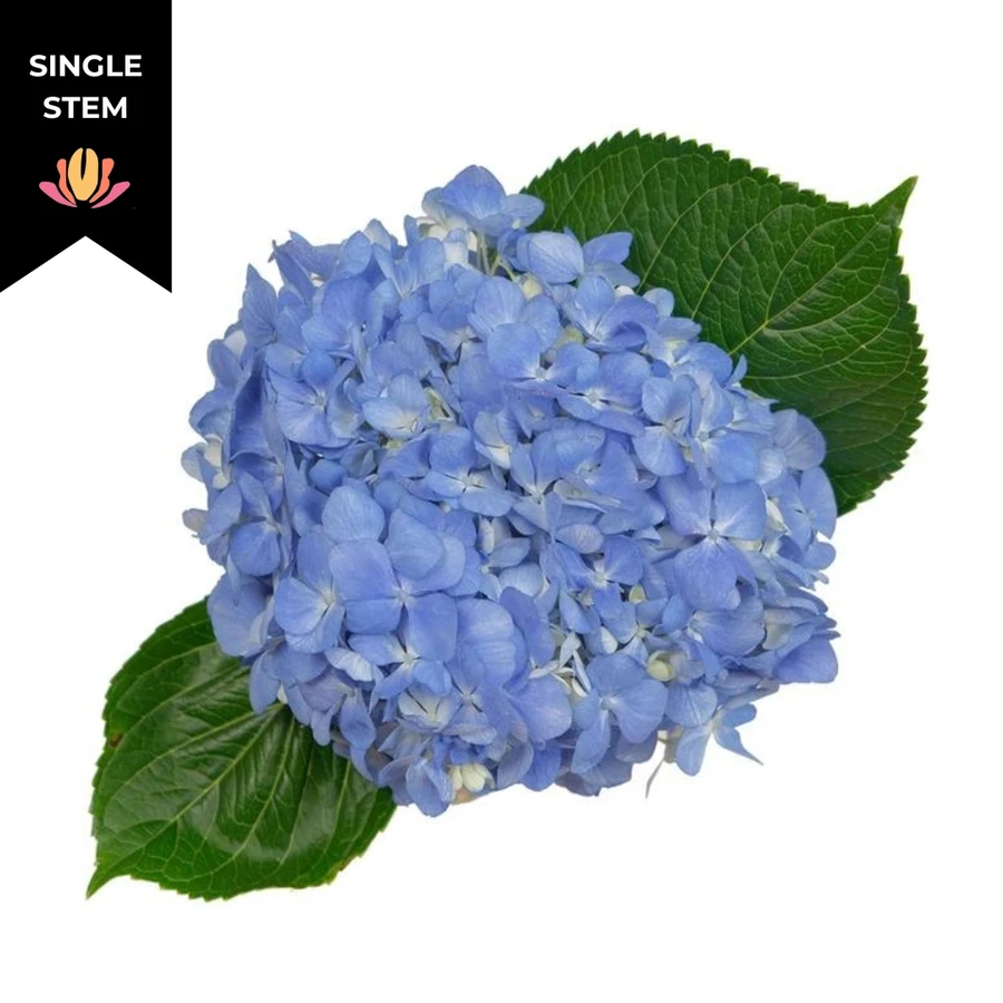 Hydrangea Shocking Blue Rio