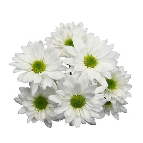 Pom Daisy White sole -