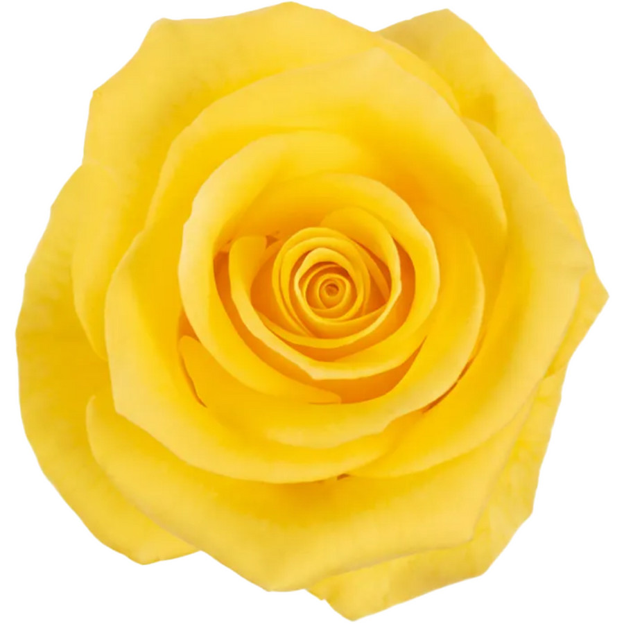 Rose Momentum 50cm Naranjo