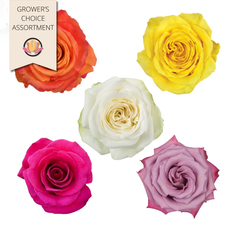 Rose Asst. 40cm(125cs) Rprima