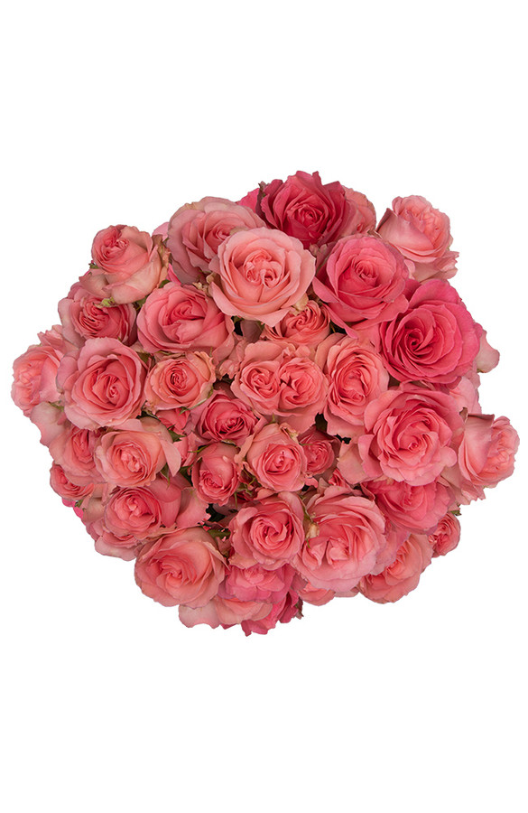 RoseSpray Bellalinda Glee, Rosaprima