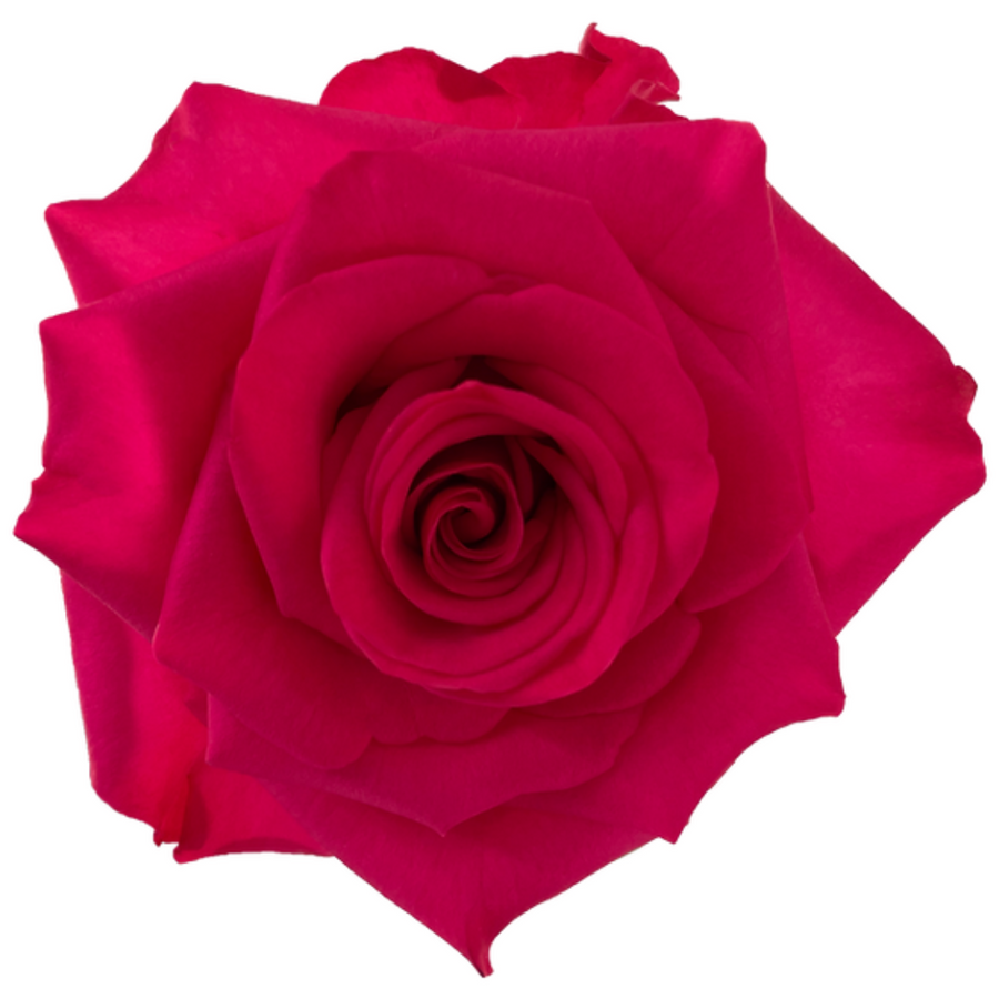 Rose Vi Pink 50cm rfi