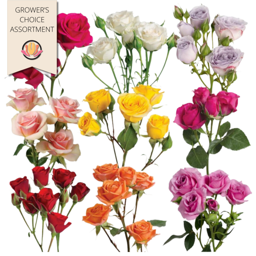 RoseSpray Asst(8cs)rprima