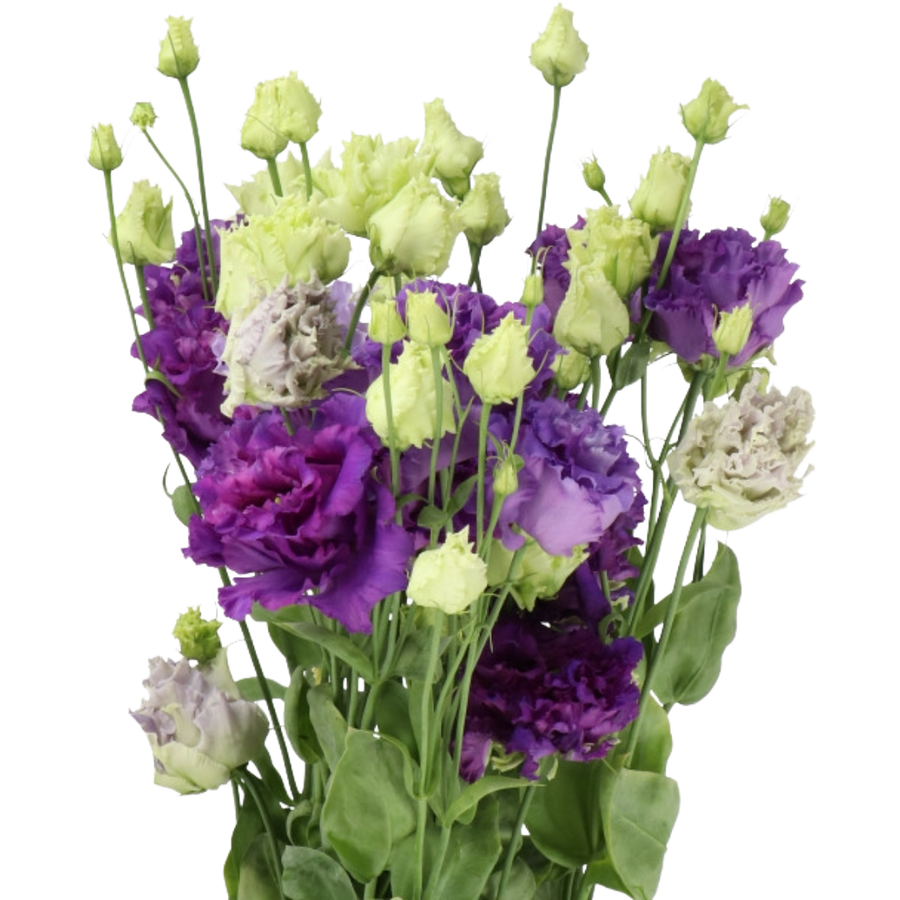 Lisianthus Alysa Blue Israel