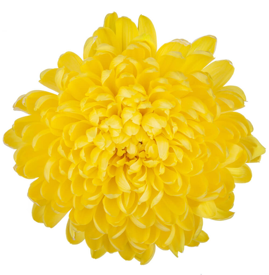 Mum Cremon Yellow galleria - M CRE YEL GALL