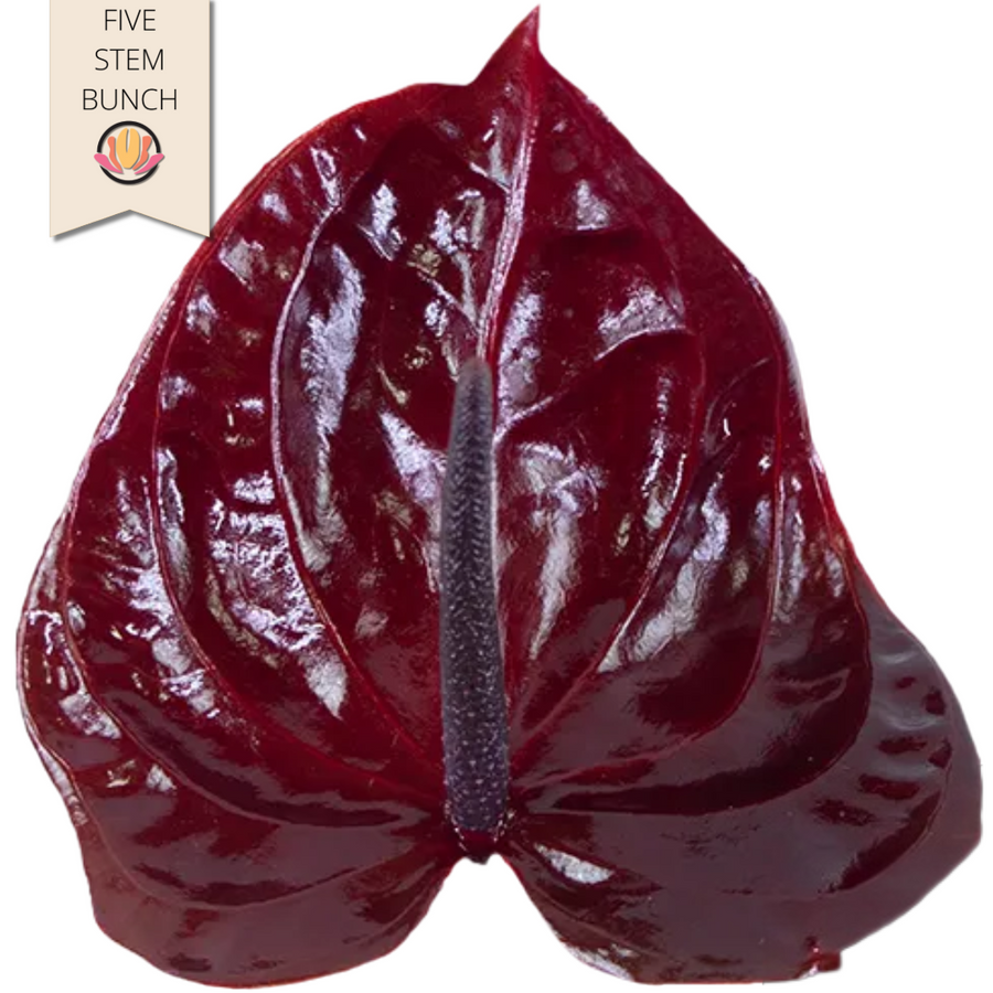 Anthurium Nero Large (5 stem), Rosaflora