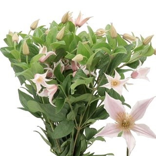 Clematis Amazing Kansas holl