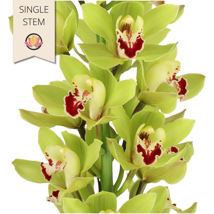 Cymbidium Alice Anderson holl( - O CYM ALIC ANDE