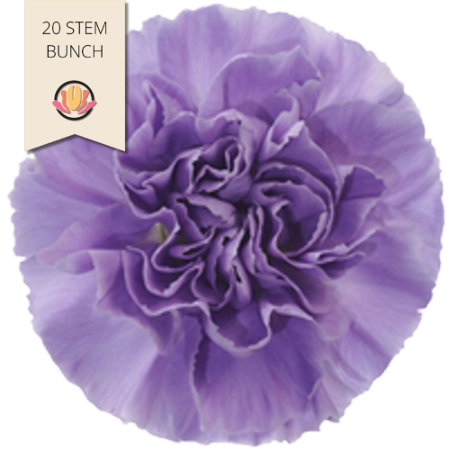 Carn MoonAqua holex(20st)