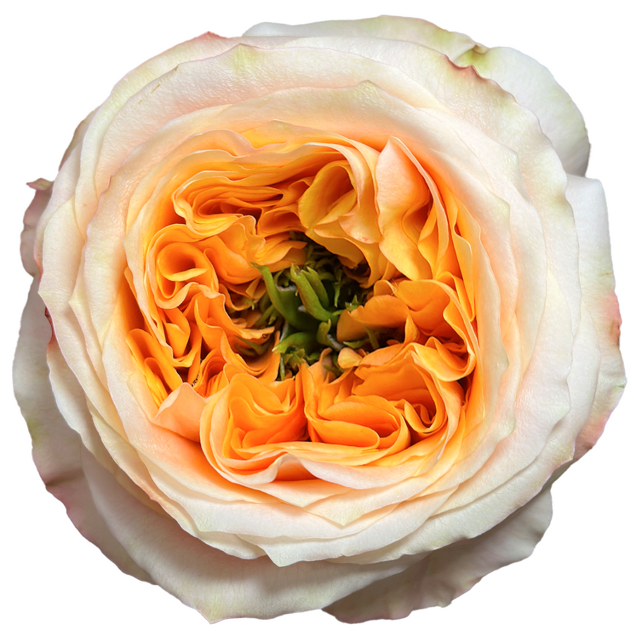 Rose Melon Xpression 50cm rpri